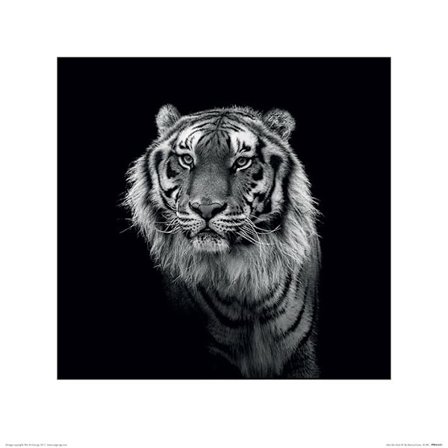 Marina Cano - Into the Dark III