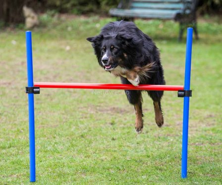 Agilityhinder Sett med Stang og Stolper