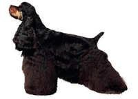 Amerikansk cocker spaniel svart/tan - klistremerker