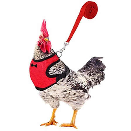 Justerbar kycklingsele med koppel Andas fjädrande husdjursväst för höna Kyckling Anka Gås Stor