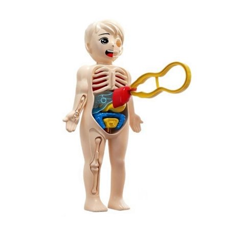 Lasten biologian oppimislelu 3D Ihmiskehon elinpalapeli Turvallinen muovinen anatomiamalli STEM-opetustoiminta Tieteen lelu [D]