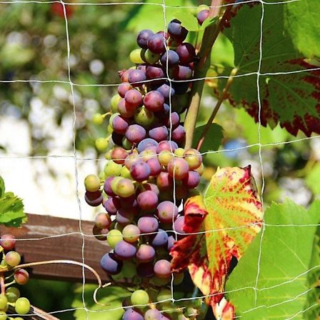 Plante Klatre Vinranke Nett Rack Hagebruk Plante Krype Nett Loofah Morning Glory Agurk Vinranke GrowW1.6xL20M