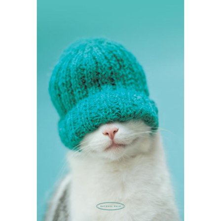 Rachel Hale - Cat in hat