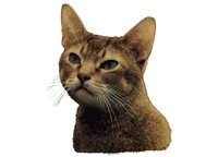 Abyssiner rød - klistremerker