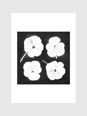 Poster med vita blommor på svart bakgrund | Kunstary.com, 30x40 cm