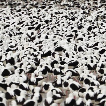 Flood STELLA DONNELLY