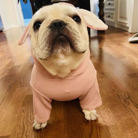 Lemmikki taistelukoira puku, pieni keskikokoinen koira puku, pupun korvat,