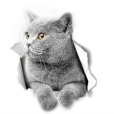 Brittisk korthår katt väggdekaler Brittisk korthår katt toalettdekal 3d katt bilfönster och stötfångare dekal 2st