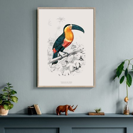 Tukan — Plakat med flot illustration af fugl fra Nature Remixed by Gehalt
