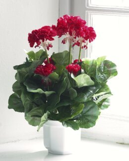 Koristekasvi Pelargonia Punainen-Mr Plant