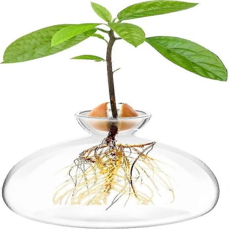 Avokadokärnstartare Planteringsvas Kruka Avokadoträd Odlingskit Glasvaser Odla Avokadoträd Hemma Avokadoträd Odlingskit Unika Trädgårdspresenter