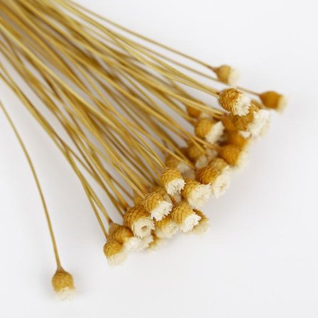 Blommor 50 stjälkar Torkade blommor För arrangemang Bunt Heminredning Fotorekvisita Handgjorda Lufttorkning