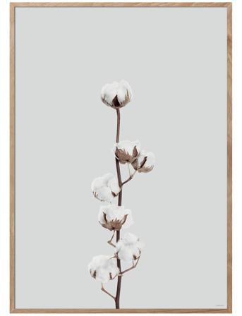 Cotton Flower Home Decoration Posters & Frames Posters Botanical Multi/mønstret ChiCura