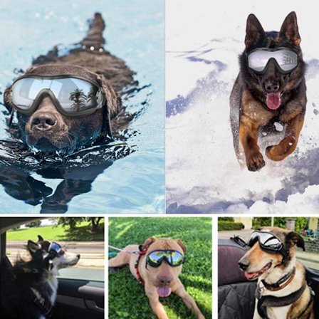 Hunde Briller Solbriller SVART