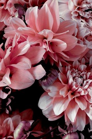 Malerifabrikken - Poster Opulent 9 - Rosa - Postere - Fra Homeroom