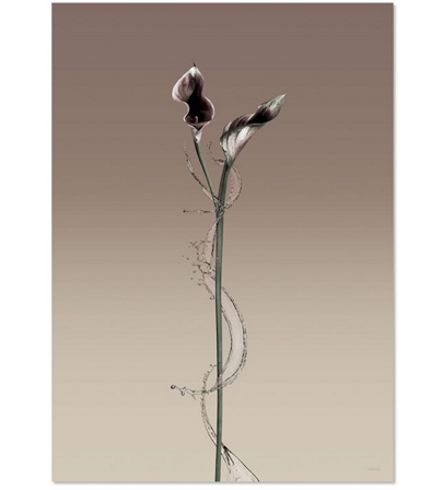 ChiCura Poster All Around 50x70