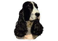 Cocker spaniel svart & hvit - klistremerker