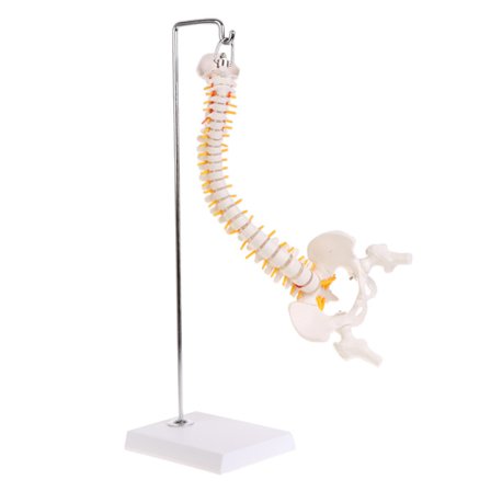 45 cm fleksibel menneskelig rygsøjle vertebral lumbal kurve anatomisk model Anato