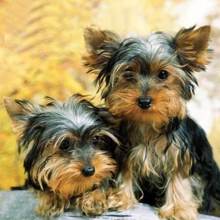 30 x 40 cm, to søte valper Diamantmaleri Broderi Diamant Maleri