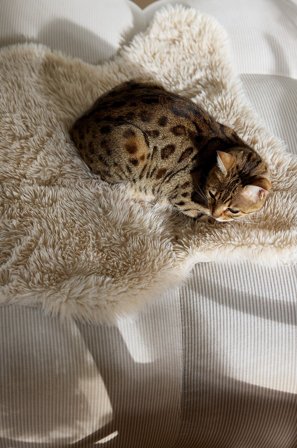 Jotex - Kunstfell beige - MANI - Kjøp Kjæledyrutstyr hos Jotex