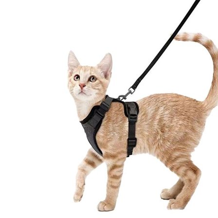 Kattesele og bånd for kattunger og valper, svart, størrelse S