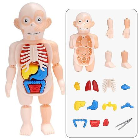3D-puslespil Menneskekrop Anatomi Model Læringsorgan Samlet Legetøj Krop Organ Undervisningsværktøj Til Børn