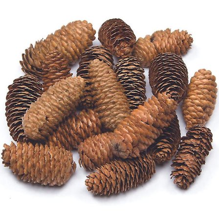 Lange furunåler i verdipakke, perfekt for barnas kunst og håndverk, jul, sanse stimulering og mer (pakke med 24), Naturlig -ES