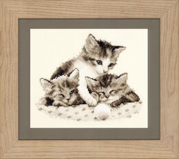 Bild Müde Kätzchen