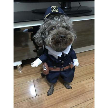 Halloween-lemmikkimuodonmuutos, kissan muodonmuutos