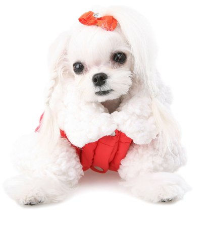 Puppy Angel - Secret Diamond Hairpin - Pälsvård