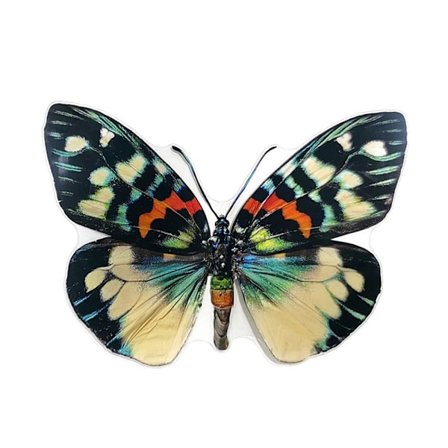 3D Butterfly Wall Stickers Fjärilsdekaler 1 1