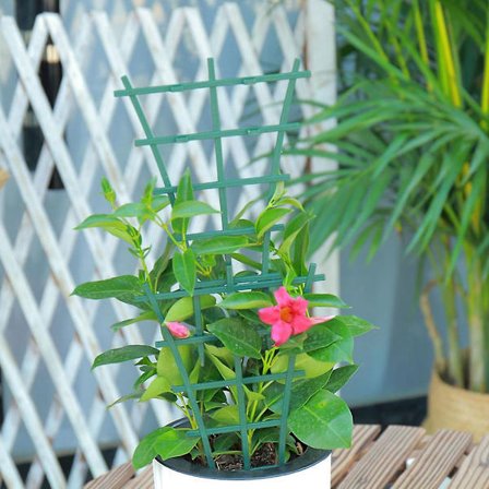 Inomhus Växtställning Kruka Trädgård Växtranka Stöd Stake Bur Klättrare