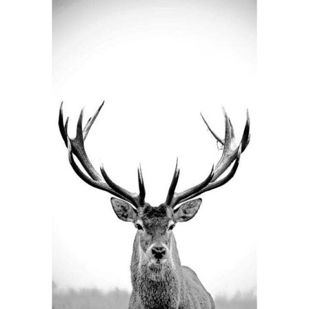 Hjort Affisch 40×50 CM