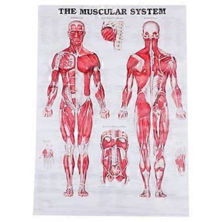 Anatomisk Plakat Muskelsystem Muskelanatomi Kart Veggplakat