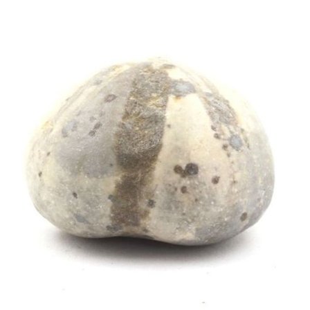 Sten og mineraler. Fossil søpindsvin, Toxaster Amplus. 171,65 øre. Claix, Isère, Frankrig.