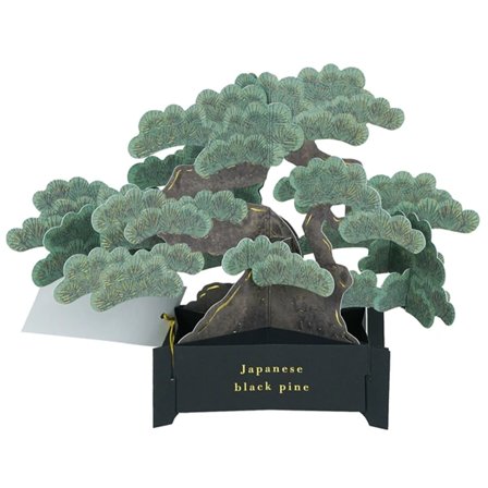 Greeting Life Carte pop-up Bonsai (Japanese black pine)