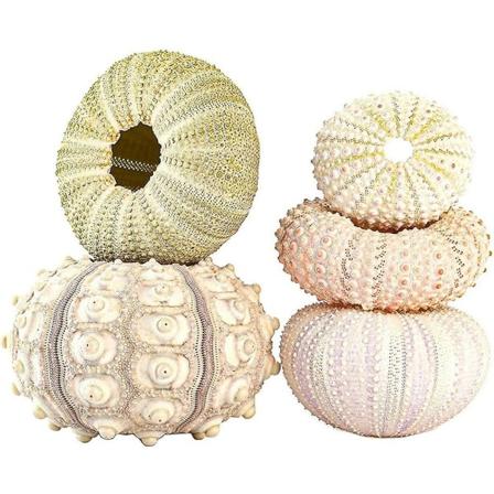 5 kpl:n pakkaus ilmakasvitelineitä, koristeellisia merisiiliasuntoja, ripustettavia kukkaruukkuja, ilmakasvien ruukkuja, luonnon merisiilikuoren 