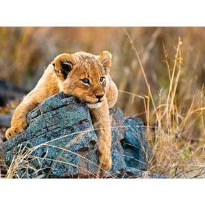 Ravensburger Little Lion Puzzle 8 - 10 years - Puzzles - 8 - 10 years - Blue - Junge - Kids Puzzles