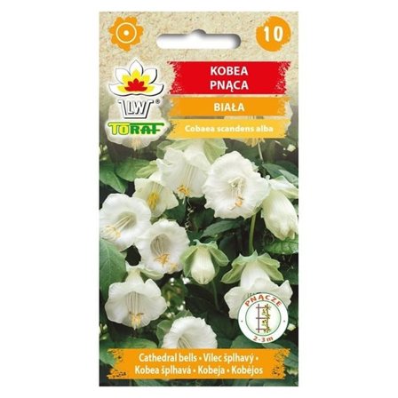 Frö till klockranka Alba – Snabbväxande klätterväxt med gräddvita blommor