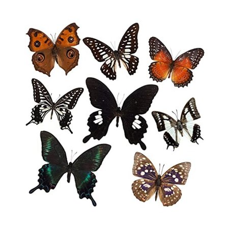 8 kpl Real Butterfly Eximen - Taxidermy Butterfly Artwork Materiaali Sisustus, Taxidermy Animals -ge