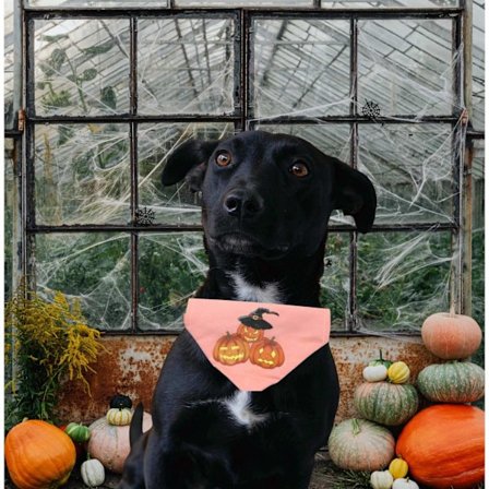 Halsbånd til hund med halloween motiv gresskar bandana sjal