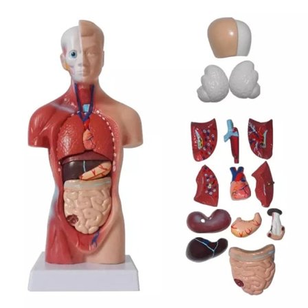 Unisex menneskelig torso krop anatomi anatomisk model indre organer A 28CM