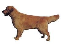 Golden retriever stående - klistremerker