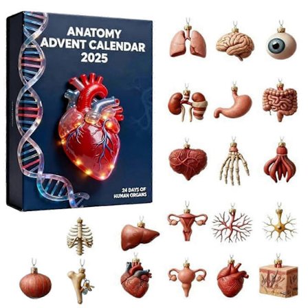 25-26 2025 Anatomi Julekalender til Børn Voksne med 24 Akryl Juletræsvedhæng Ferie Nedtællingsdekoration_Kvalitetsgåvor