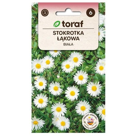 Päivänkakkaran siemenet - Viehättävä kevätkukka kukkapenkkeihin ja nurmikoille