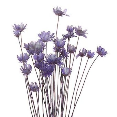 30 stk. Tørrede Blomster Brasiliansk Lille Stjerne Blomst Gypsophila Krysantemum Kunst Dekoration DIY (Lilla)