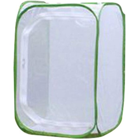 Insektburnett Butterfly Habitat Stor Nettbur Plante