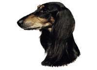 Saluki svart - tan - klistremerker