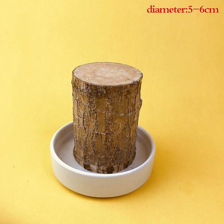 Groot Grønn Plante Brasiliansk Tre Vann Dyrke Lykke Tre Potteplante Lite Tre Mennesker