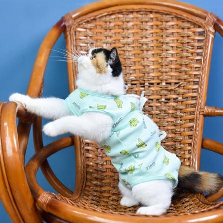 Lemmikkien kuntoutusvaatteet (XL) Leikkauksen jälkeinen vaatetus Kissa